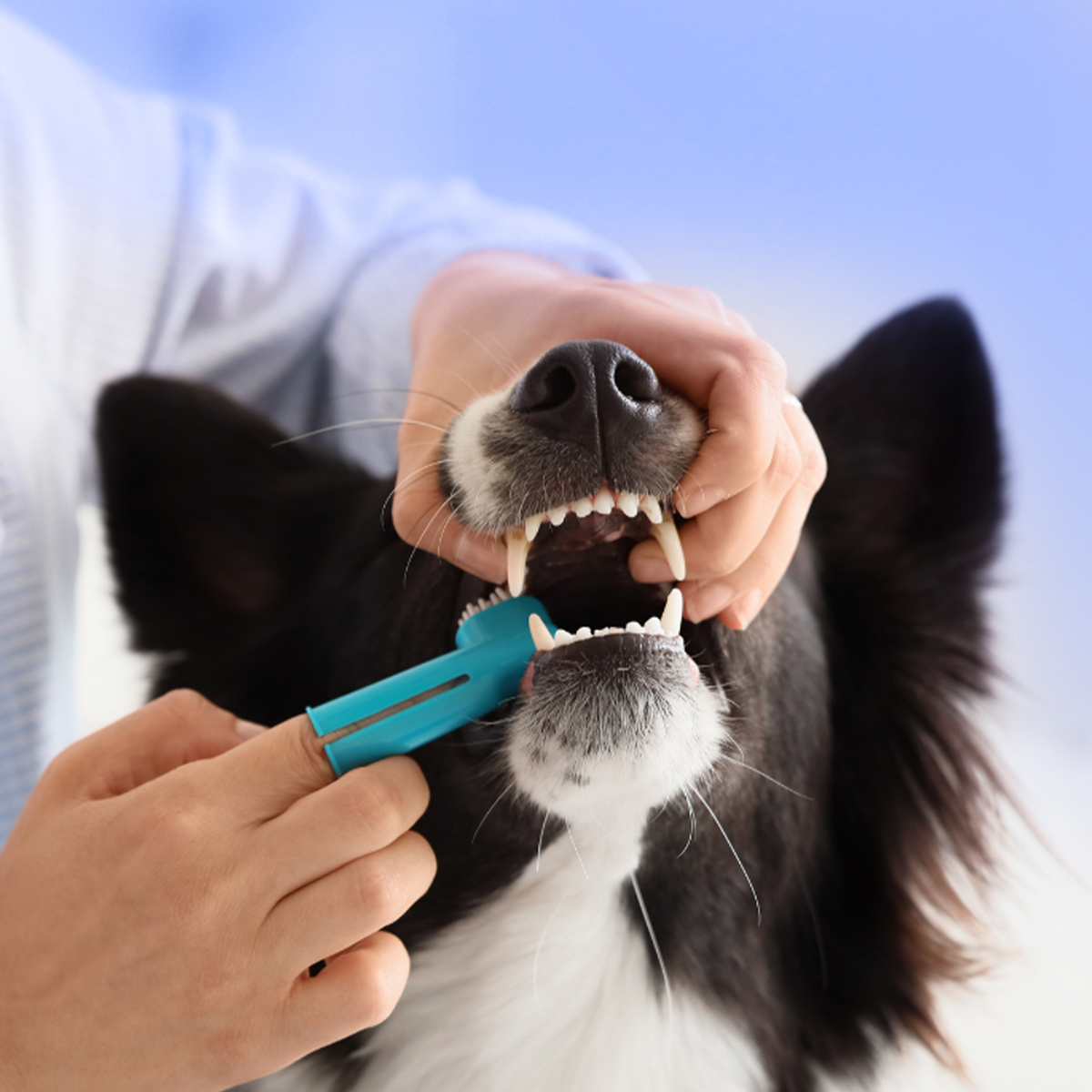 Crown Pet Dental Care Unit