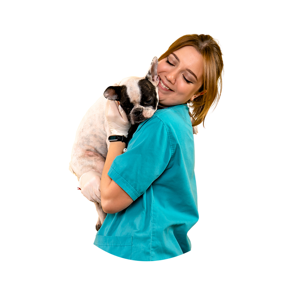 Veterinary professional caring for a pet — Crown Pet Hospital